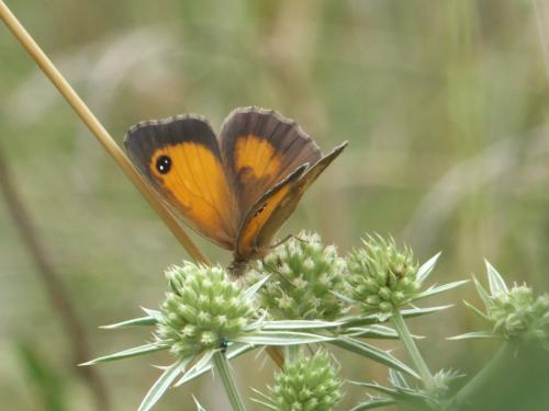 Pyronia tithonus